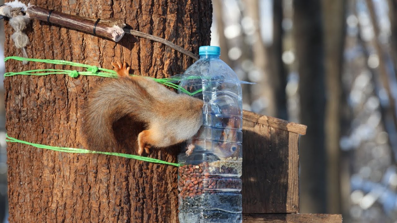 Мороз и белки. Зарисовка / Frost and squirrels. The sketch