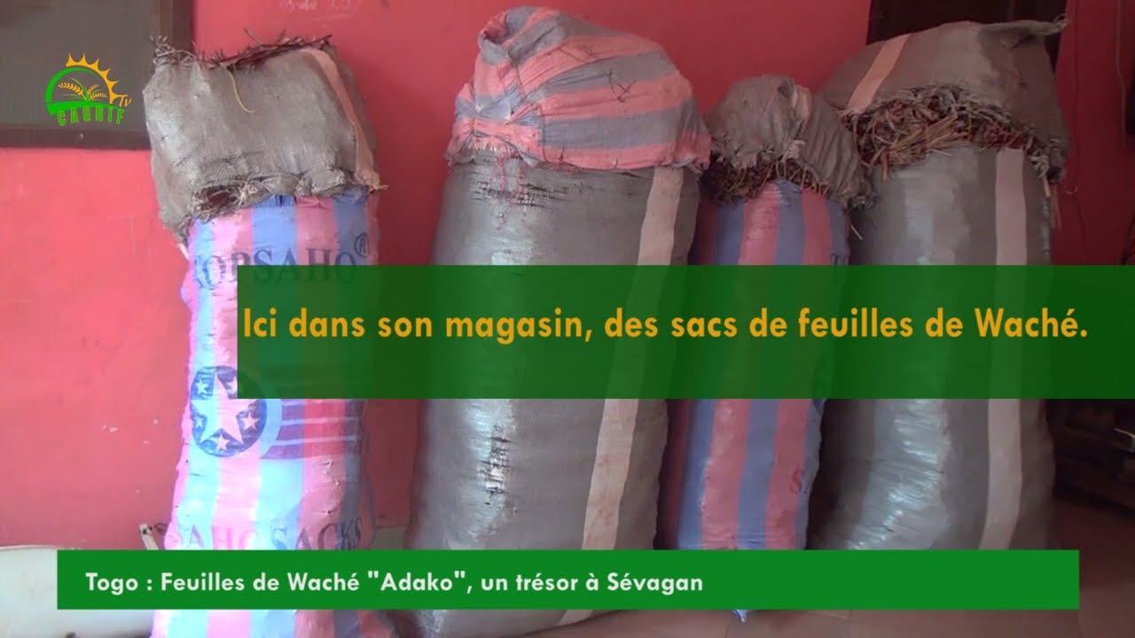 Cette culture rapporte des millions à l'hectare