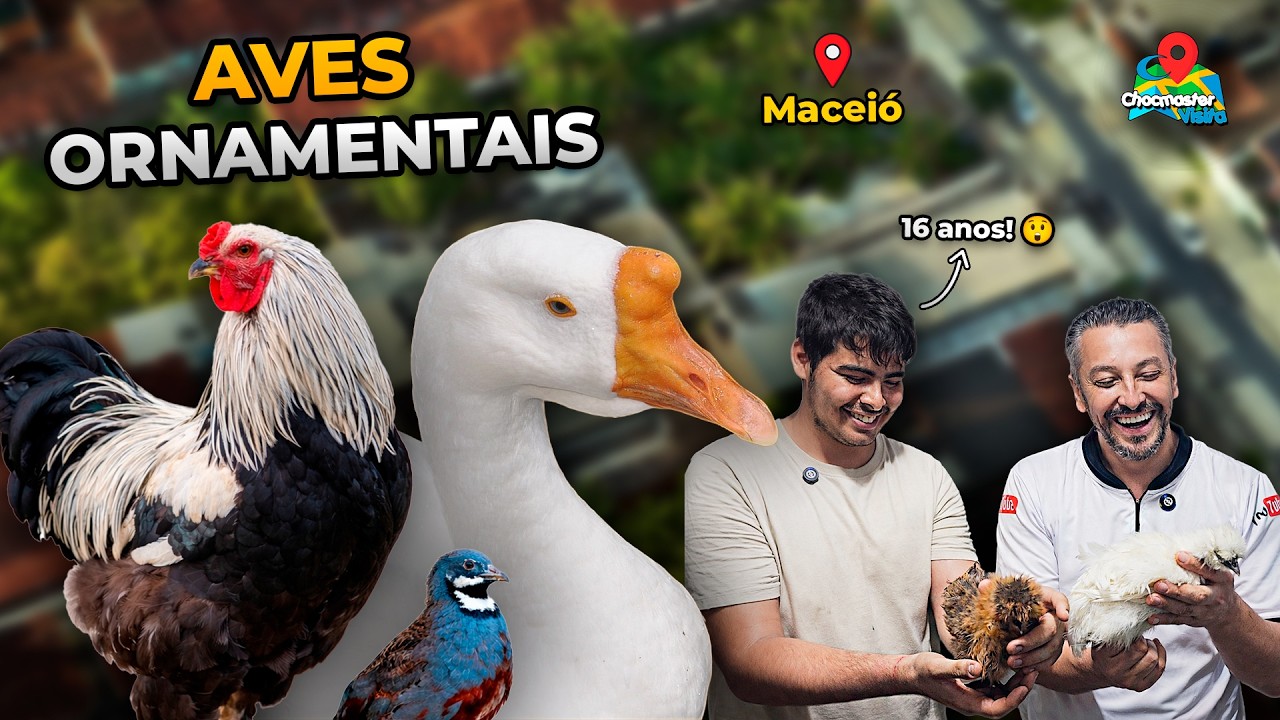 Galinhas Ornamentais de Genética Impressionante, Codornas e Gansos Gigantes - Criador com 16 Anos!
