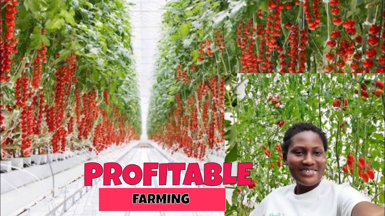 How We Easily Grow Cherry Tomatoes & Make Millions | High Market Demand & Double Profits