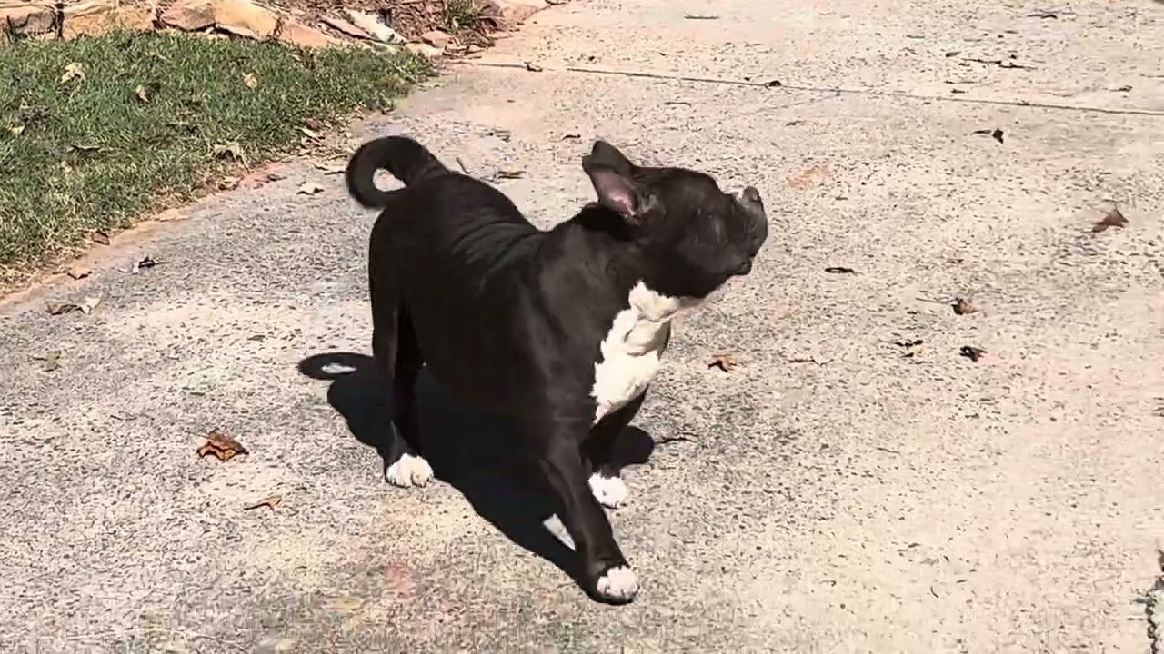 Does everyone remember our dogs?