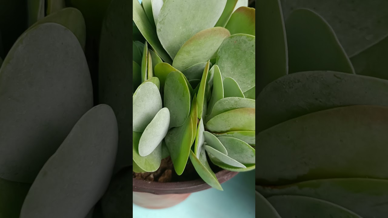 Amazing FlapJack Succu #flapjack #pepperomia sp. #begonia sp. #redcongo