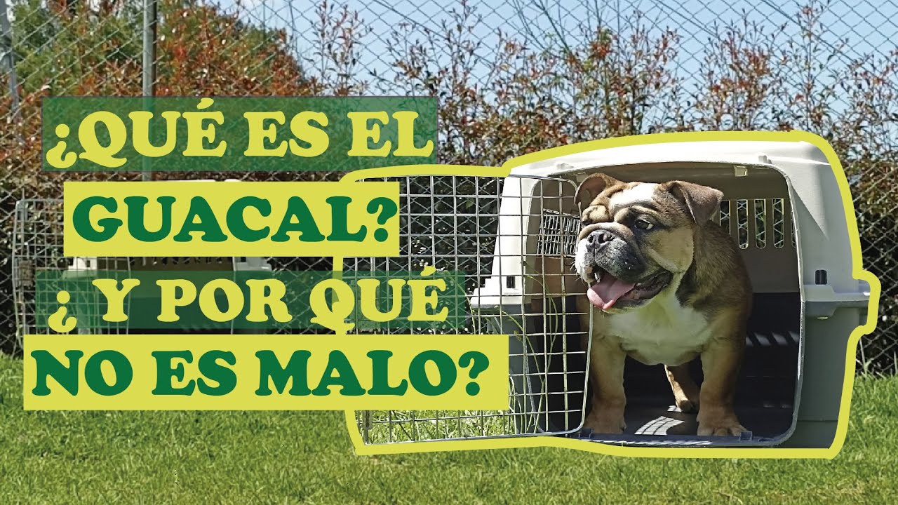 MENTIRAS y VERDADES del GUACAL para PERROS