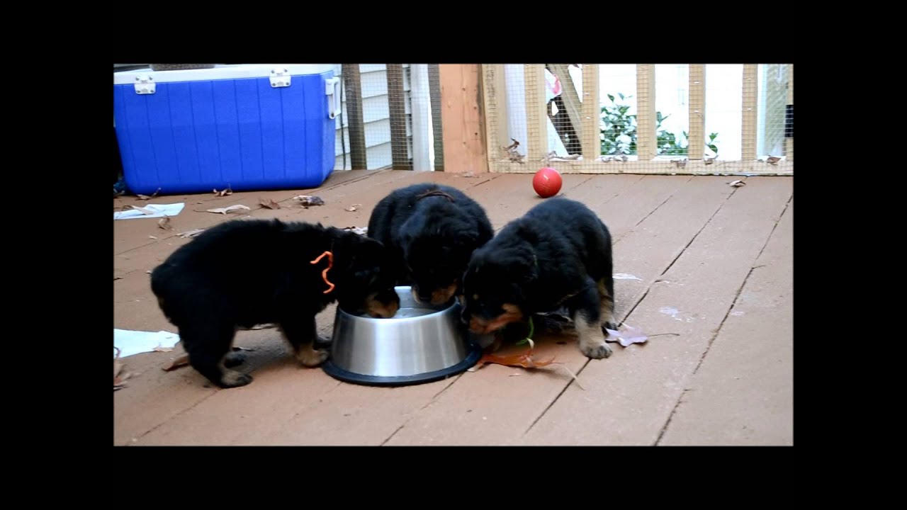 Envy rottweiler Pups 4 Weeks
