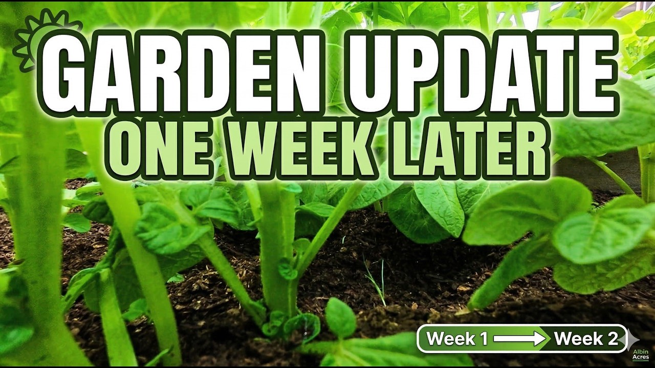 Garden Update: You Won’t Believe the Growth in Just 7 Days