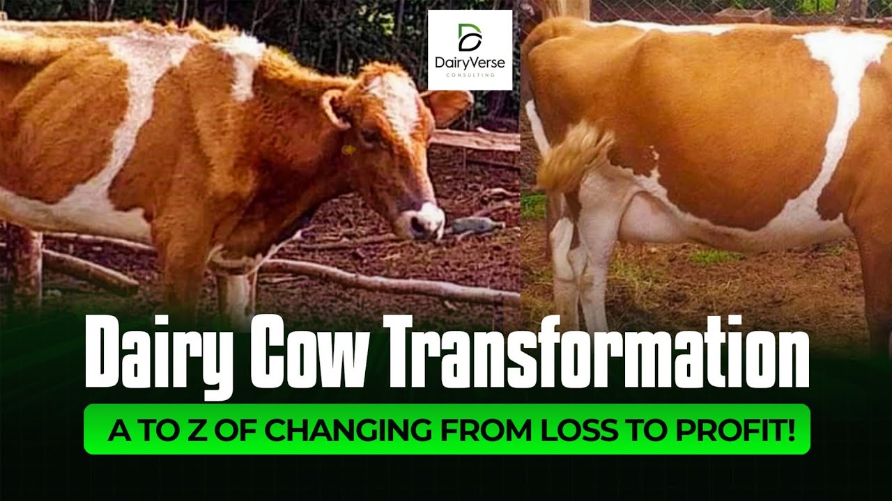 Dairy Cow Transformation: A to Z of Changing a Loss-making Farm into Profitability!
