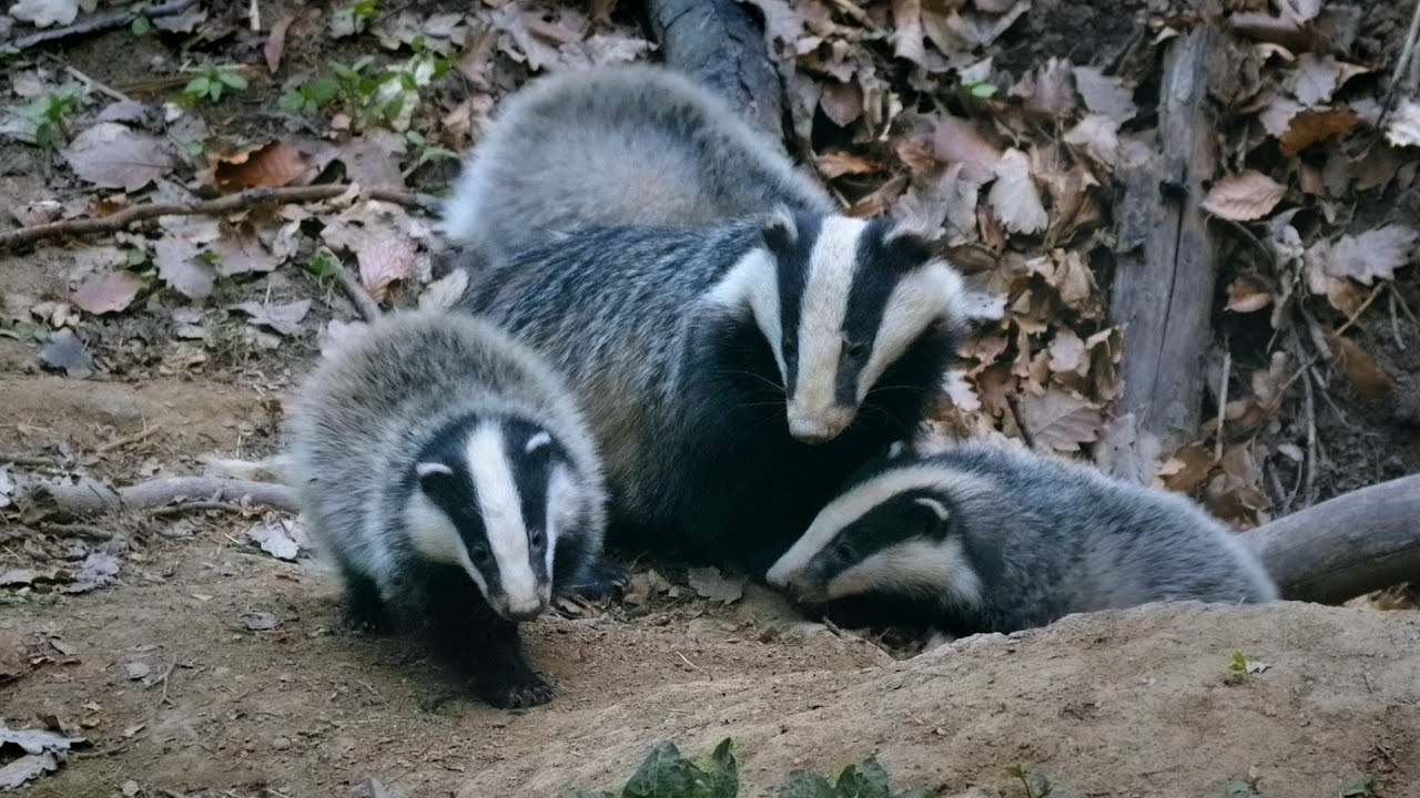 European badger cubs at the burrow ~ Meles meles