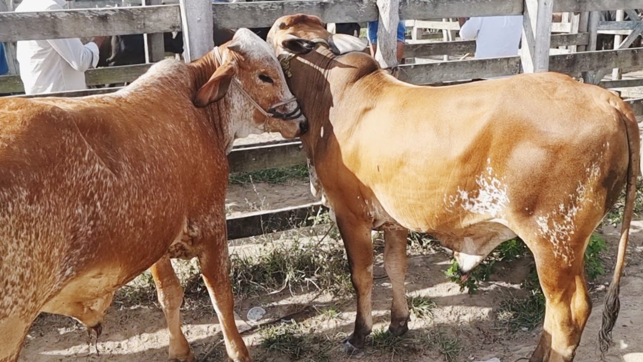 FEIRA DO BOI NA CORDA EM S&Atilde;O JO&Atilde;O-PE      #nordeste   19-09-2022