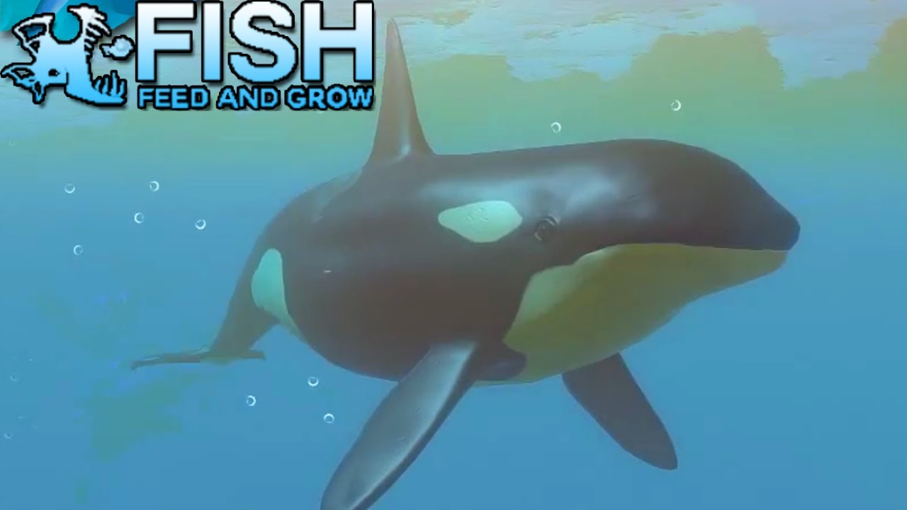 Giant Killer Whale Dominates The Ocean! - Fish Feed Grow Orca