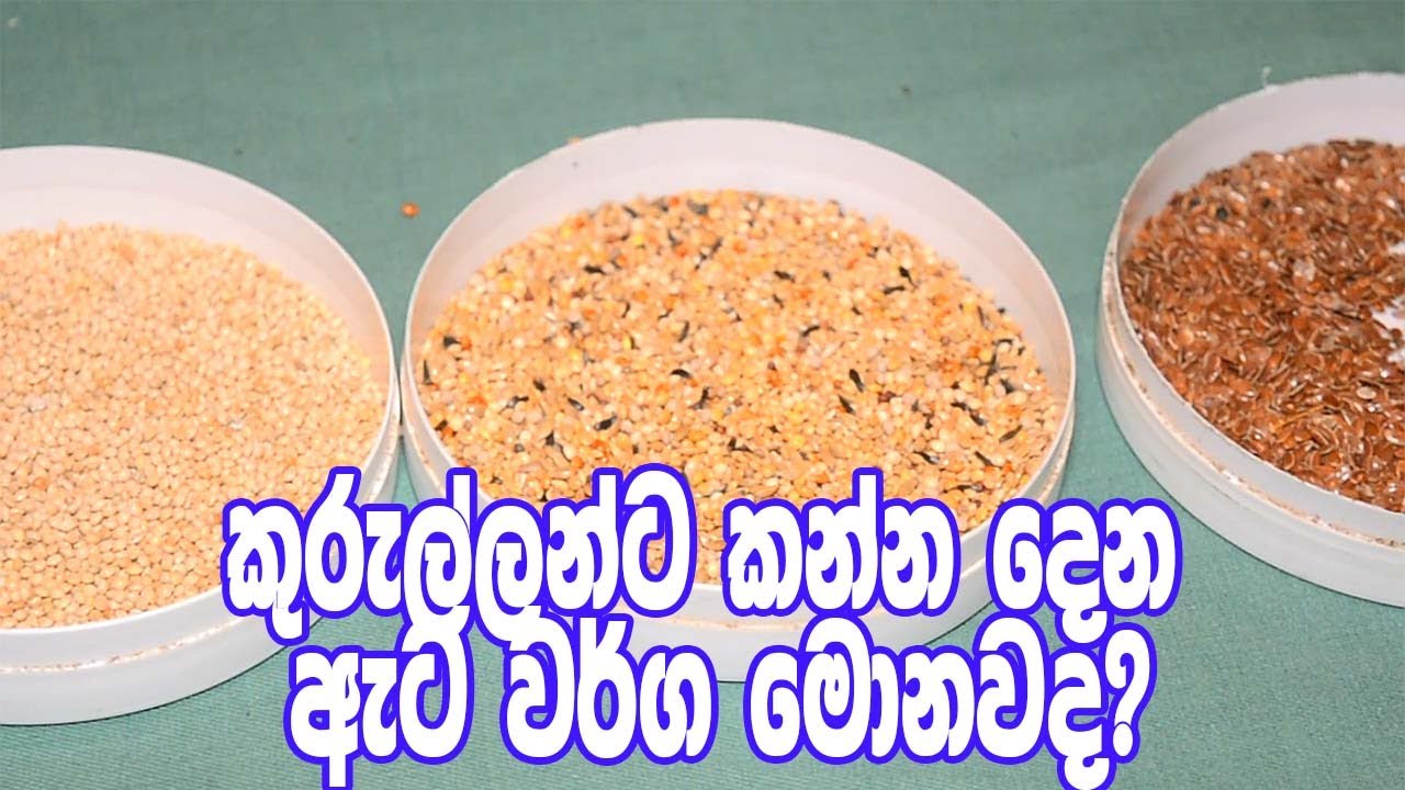Pet Birds Sri Lanka - Kinds Of Seeds For Bird Foods