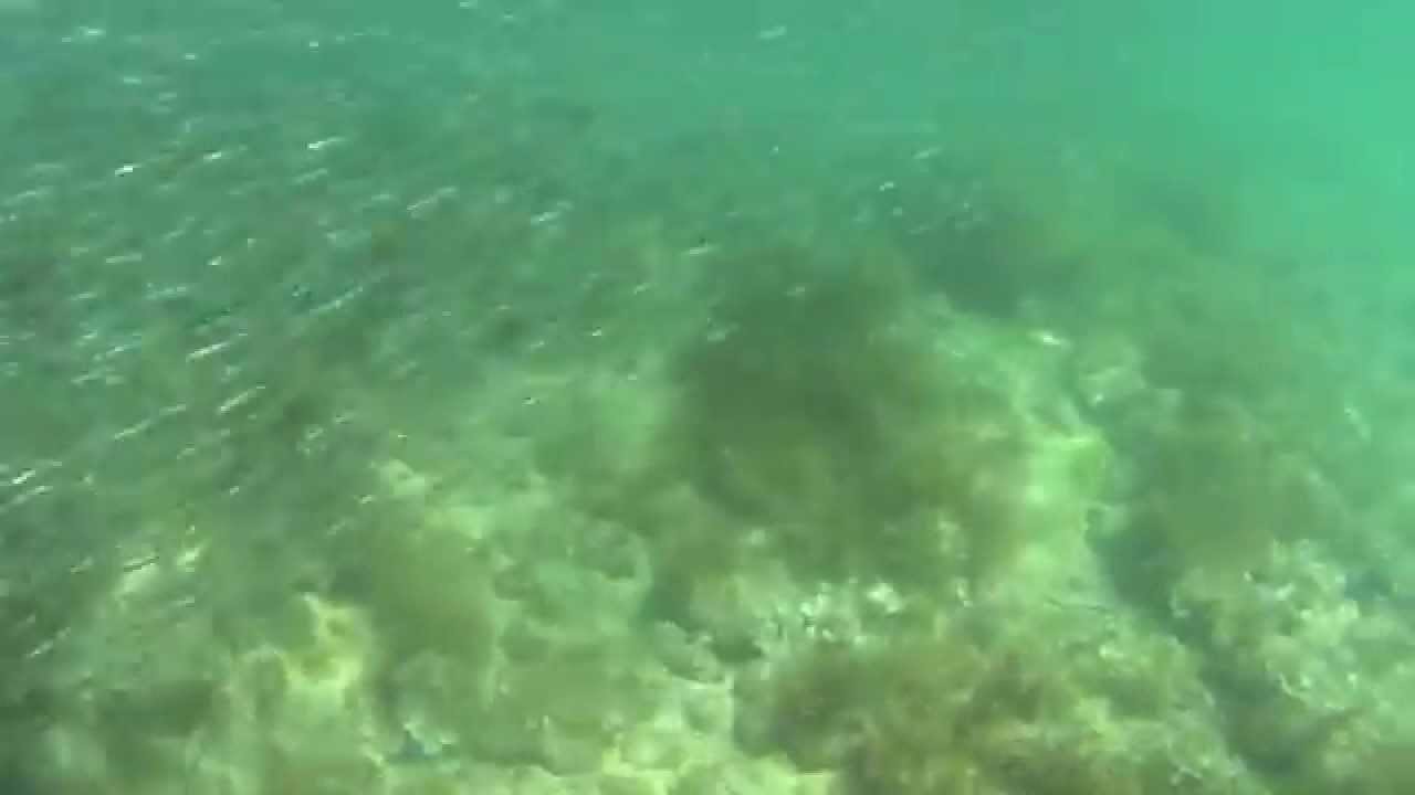 【ActionCam】水島でシュノーケリングしてたらイワシの群れに遭遇