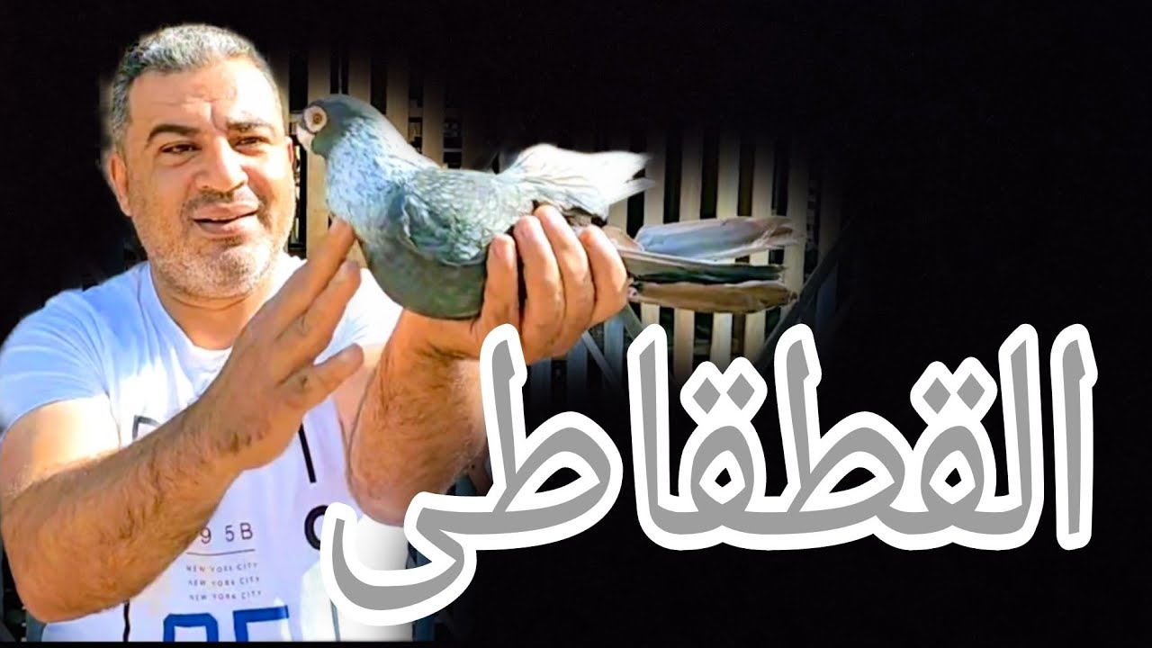 القطقاطى لأصحاب الأحلام والقدرات الخاصة #الحمام_الغزار #egypt_swift_pigeons