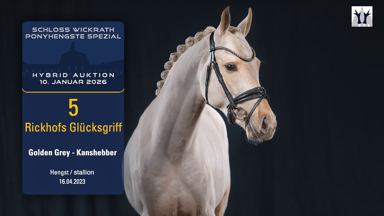 Ponyhengste Spezial/Hybrid Auktion Lot 5 Rickhofs Glücksgriff Hengst v. Golden Grey - Kanshebber