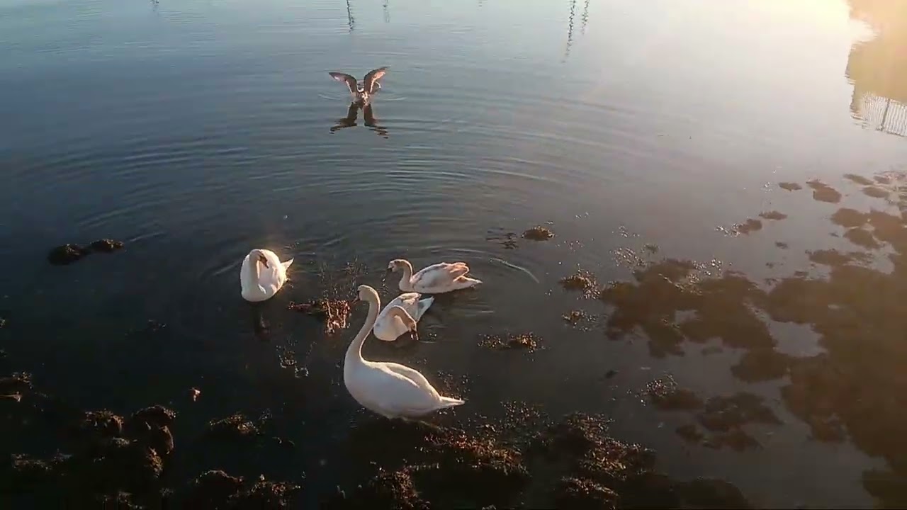 FAMILY OF SWANS