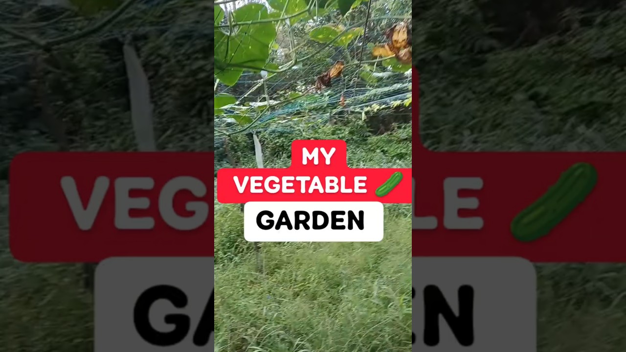 Padavalnga | Chichinda (चिचिंडा) |Snake Gourd | My Vegetable Garden 