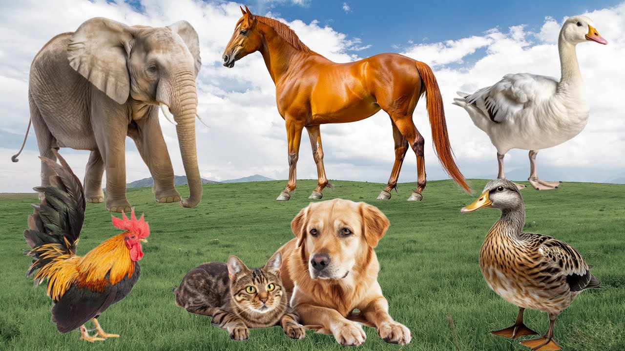 Farm Animal Moments: Dog, Elephant, Horse, Cat, Duck, Chicken - Animal Paradise