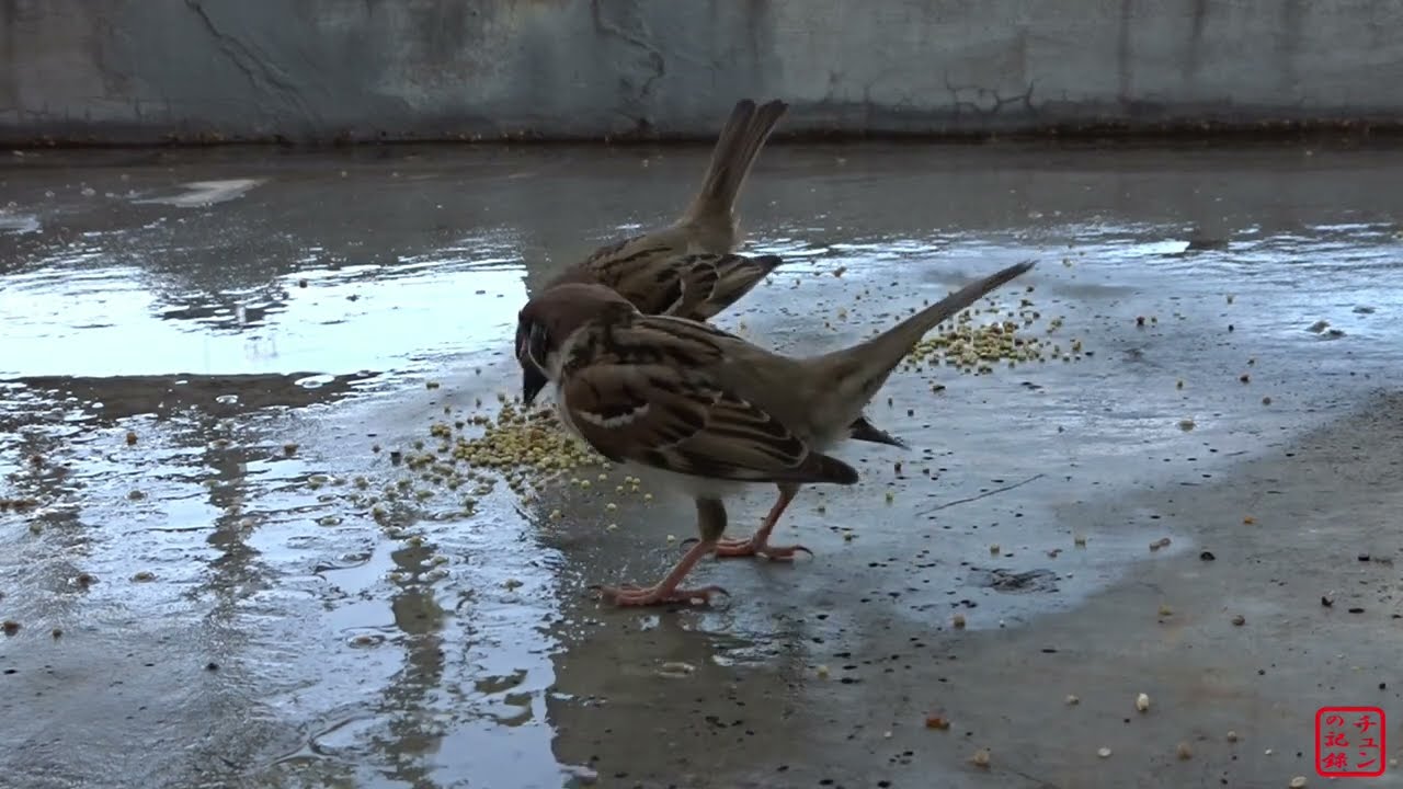 チュンの記録　エピソード3(216その1)　競演するスズメ。