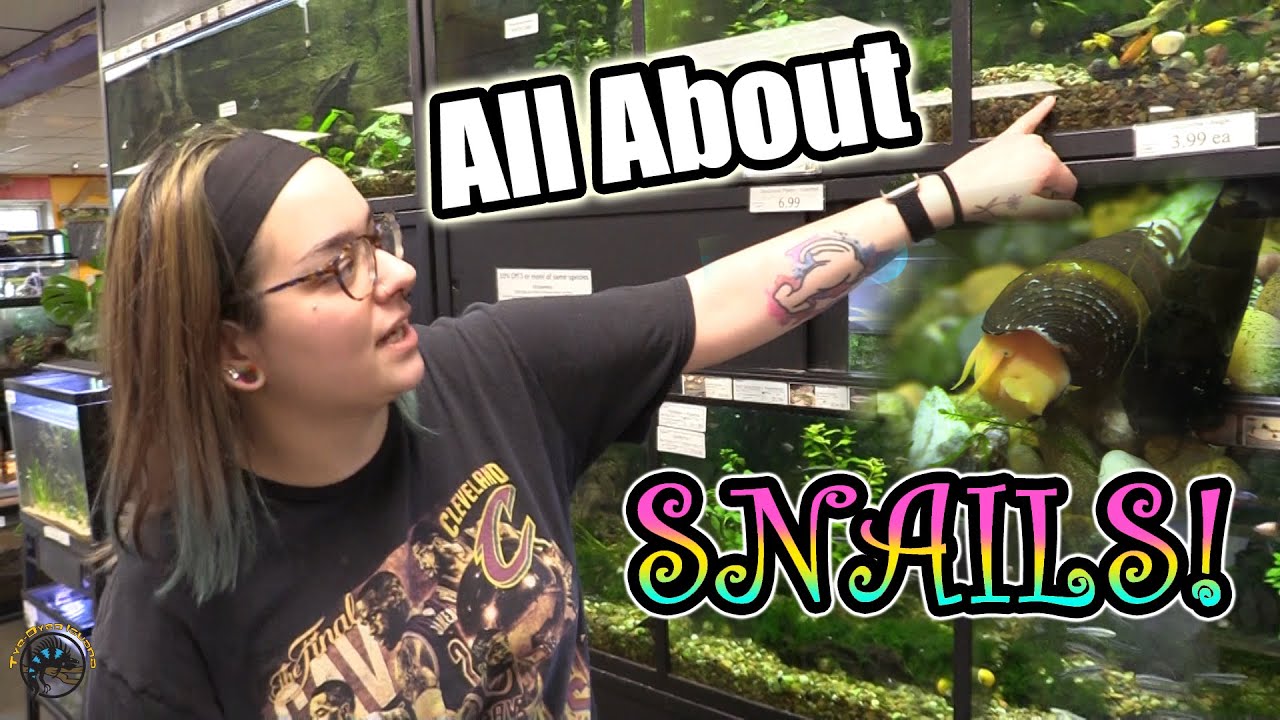It's a SNAIL EXTRAVAGANZA! - TDI's Guide to Freshwater Snails You Can Keep in Your Aquarium! 🐌