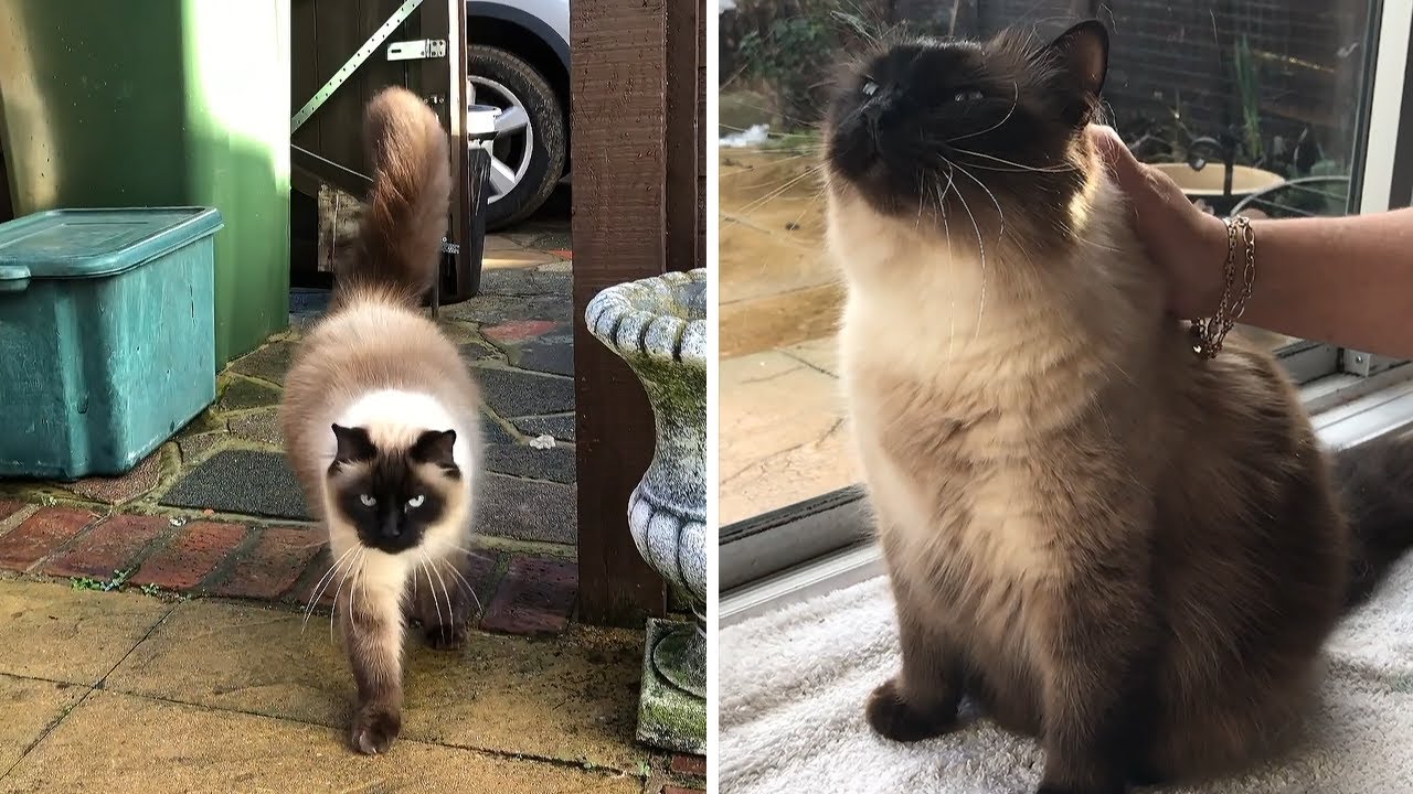 Cat comes to neighbor's house everyday for a playdate