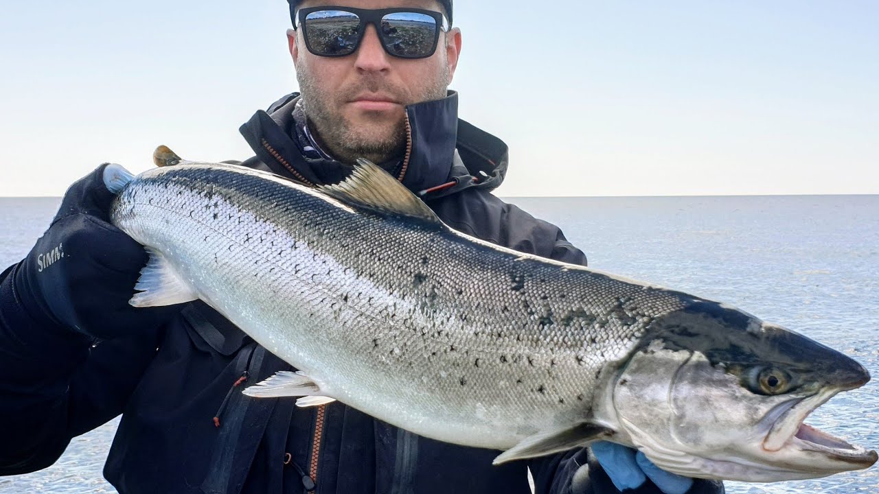 Flyfishing for seatrout - havsöring #16 massor med fina havsöringar