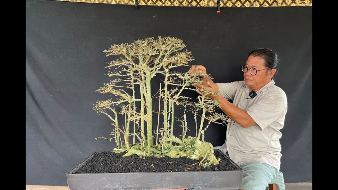 MEMBUAT BONSAI SERUT GROUPING