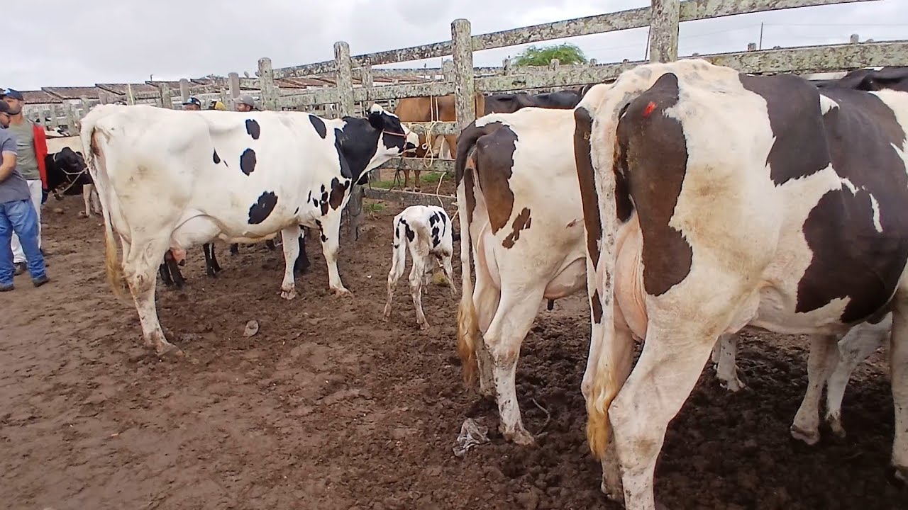 VACAS BOA NA FEIRA DE CAPOEIRAS PERNAMBUCO 20 de fevereiro de 2026