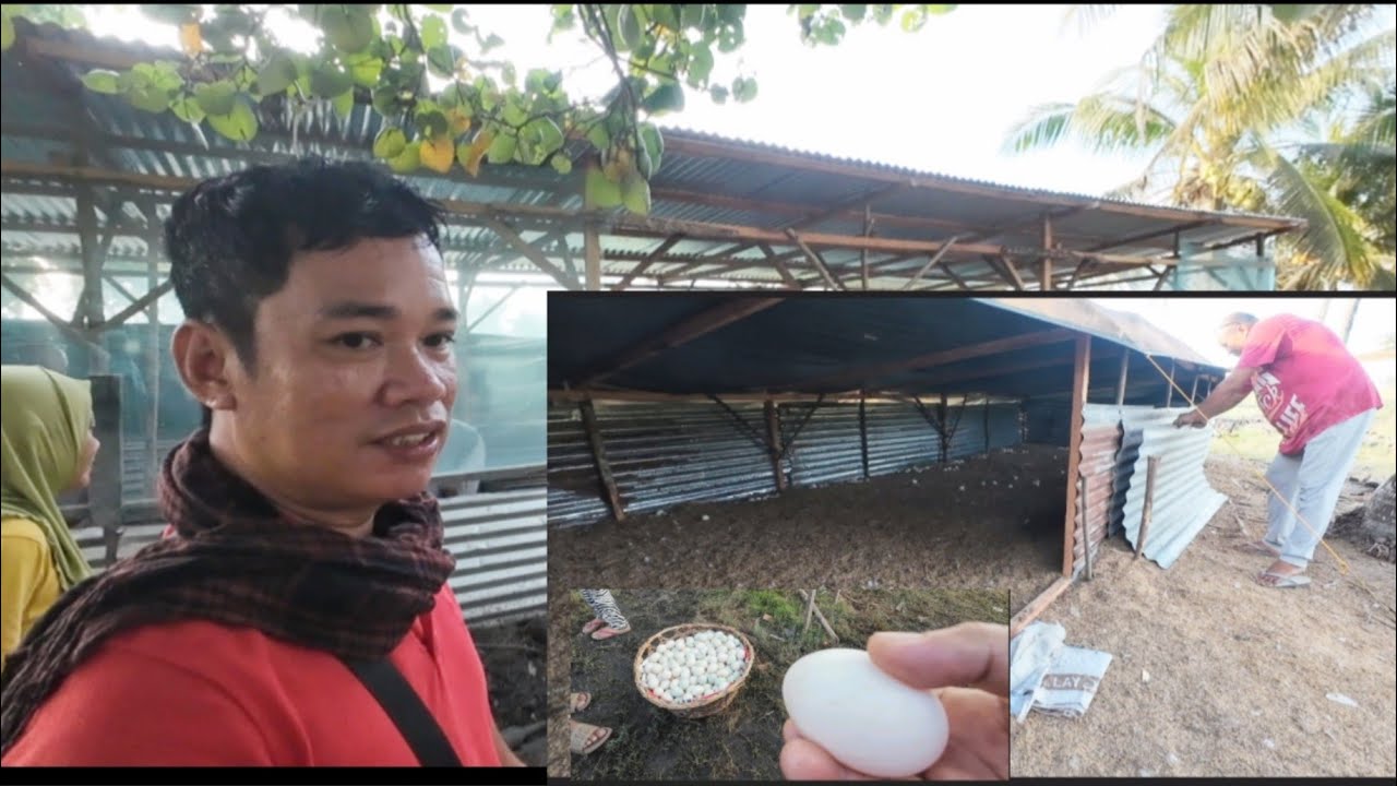 TIPS AND INSPIRING METHOD,DUCK FARM LOCATED AT MALAPATAN SARANGANI PROVINCE. PANOORIN