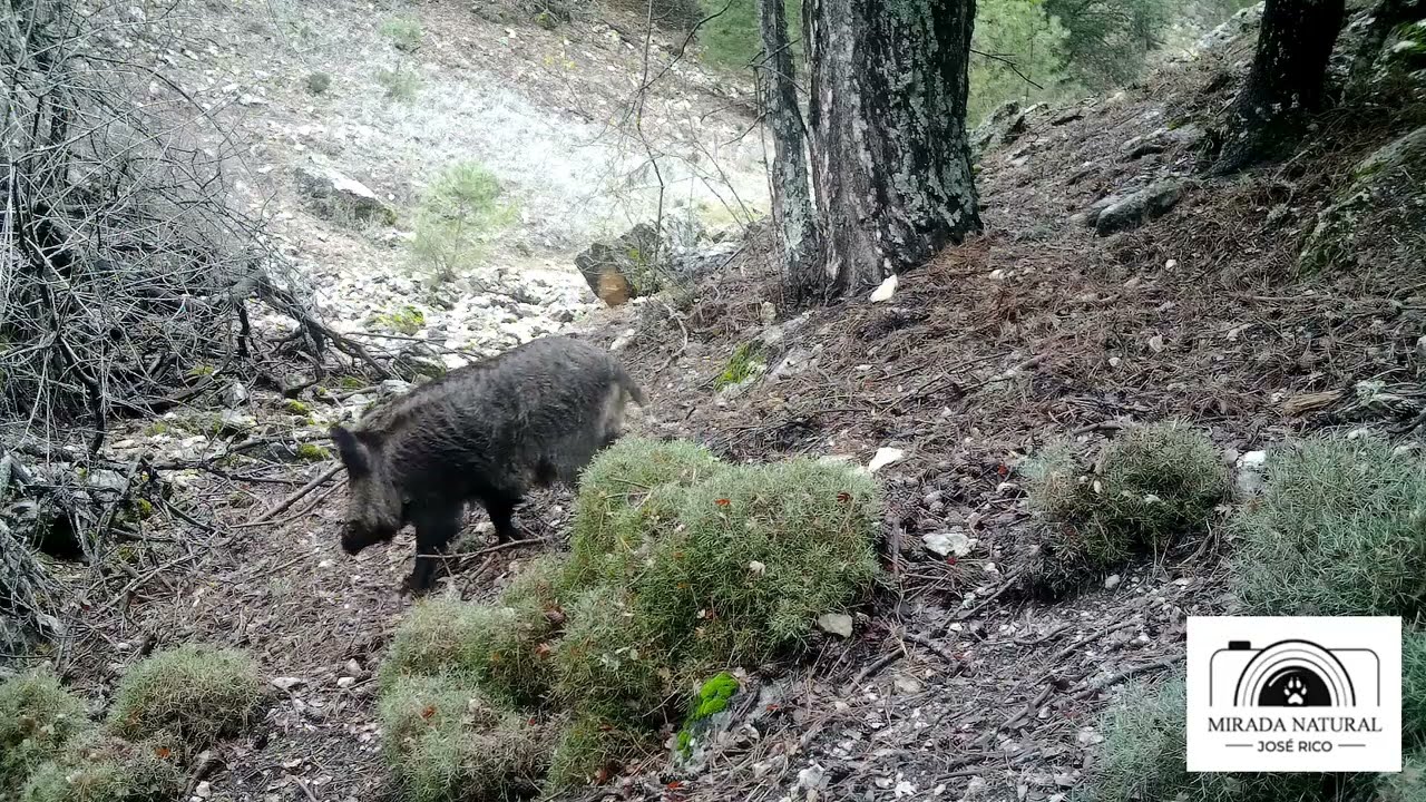 Fauna de la Sierra de Cazorla. Grandes jabalís y muflones en celo, cabras, zorros, ciervos y gamos.