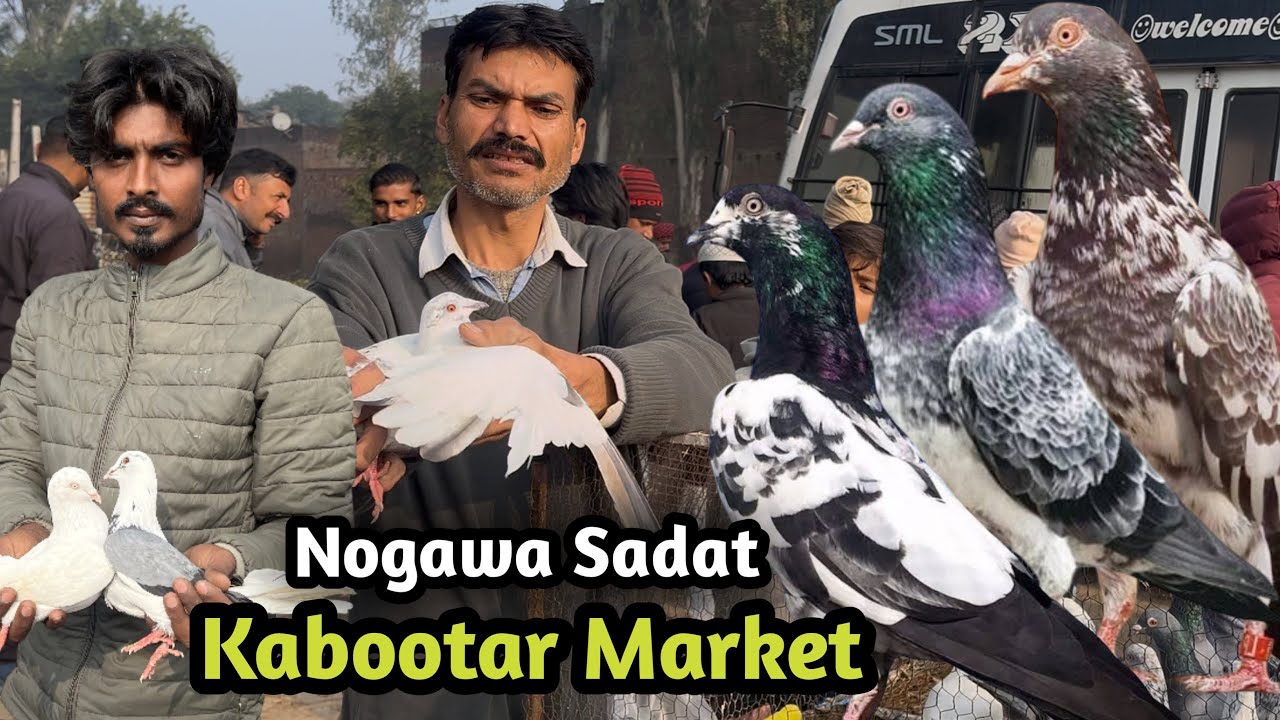 Kabootar Markit Nogawa Sadat 05-02-2026 नोगवा सादात कबूतर बाज़ार 