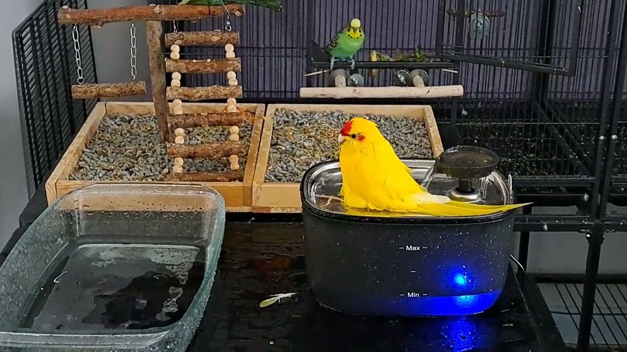Another Bath Day, Pt 1