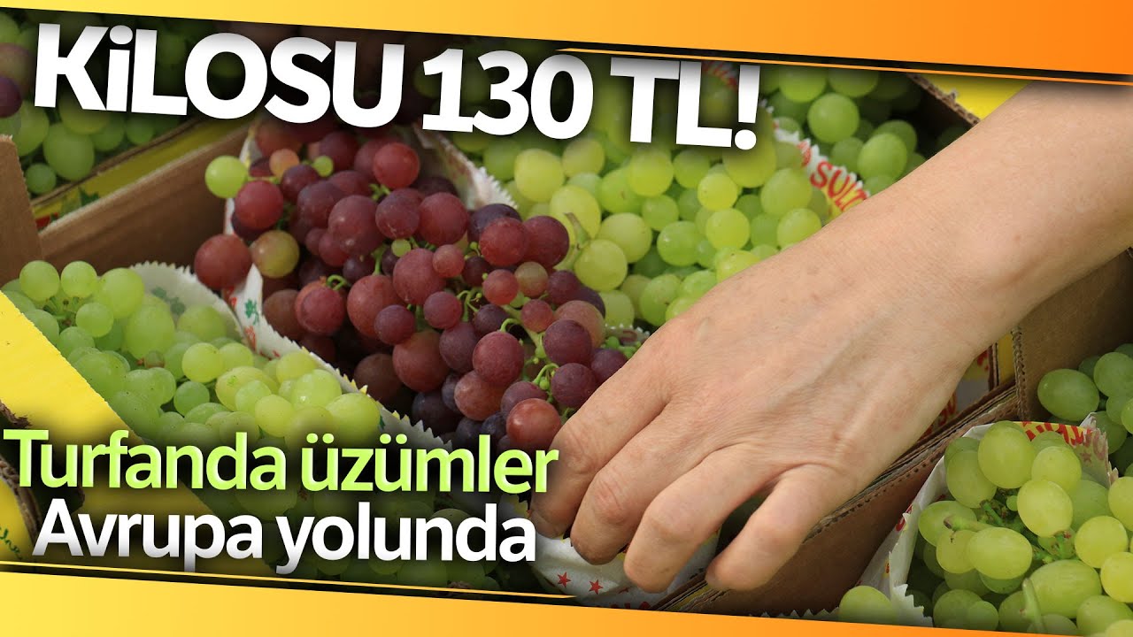 Mersin'de Örtü Altında Üzüm Hasadı Başladı