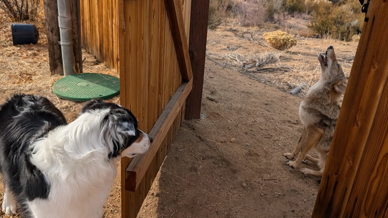 Why Are Coyotes So Noisy if They're Not Trying to Lure Your Dogs?