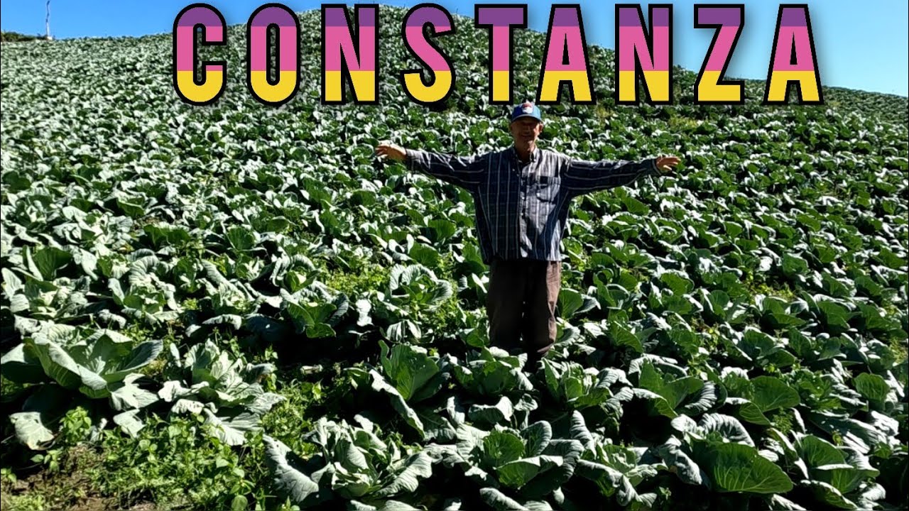INCREIBLE!! CONSTANZA LA SUIZA DEL CARIBE | MIRA TODA LA PRODUCCIÓN AGRICOLA DE ESTE CAMPO🌳(parte 1)