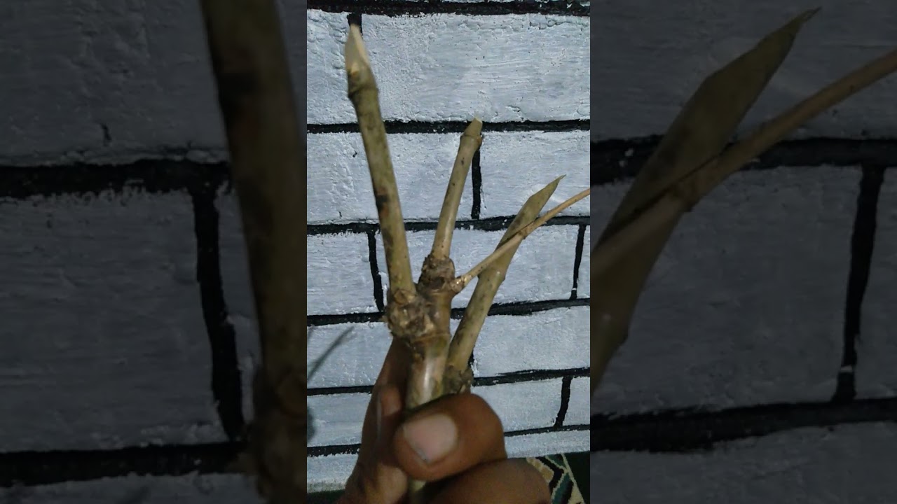 Bambu unik alami asli