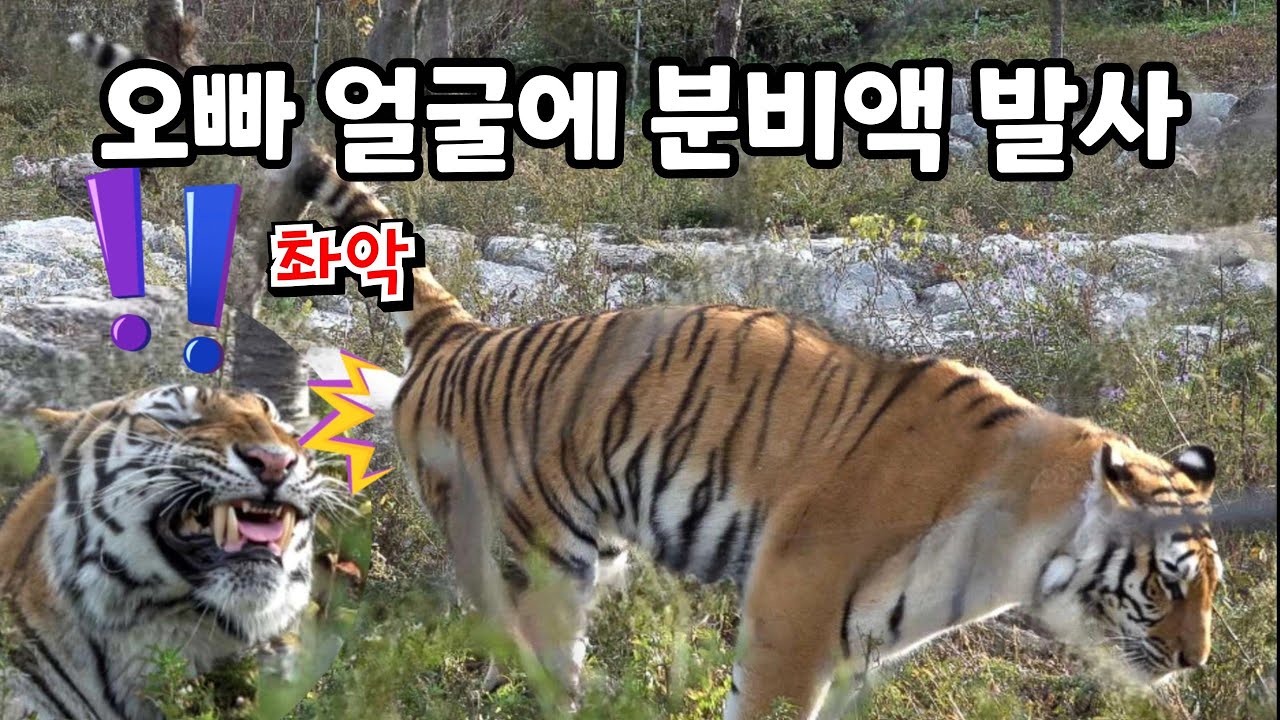 🤣미쵸 증말🤣 엉엉 우는 오빠호랑이 얼굴에  스프레이 마구 뿌려대기 (쓴생님 우리애 정상인가요🥶) #태범 #무궁 #백두대간호랑이