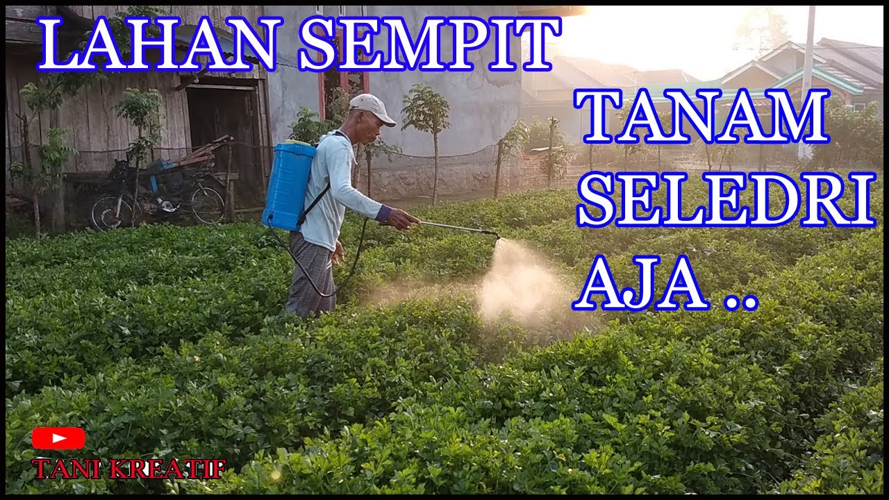 Lahan Sempit Cocok DiTanam Seledri Menambah Penghasilan tiap hari