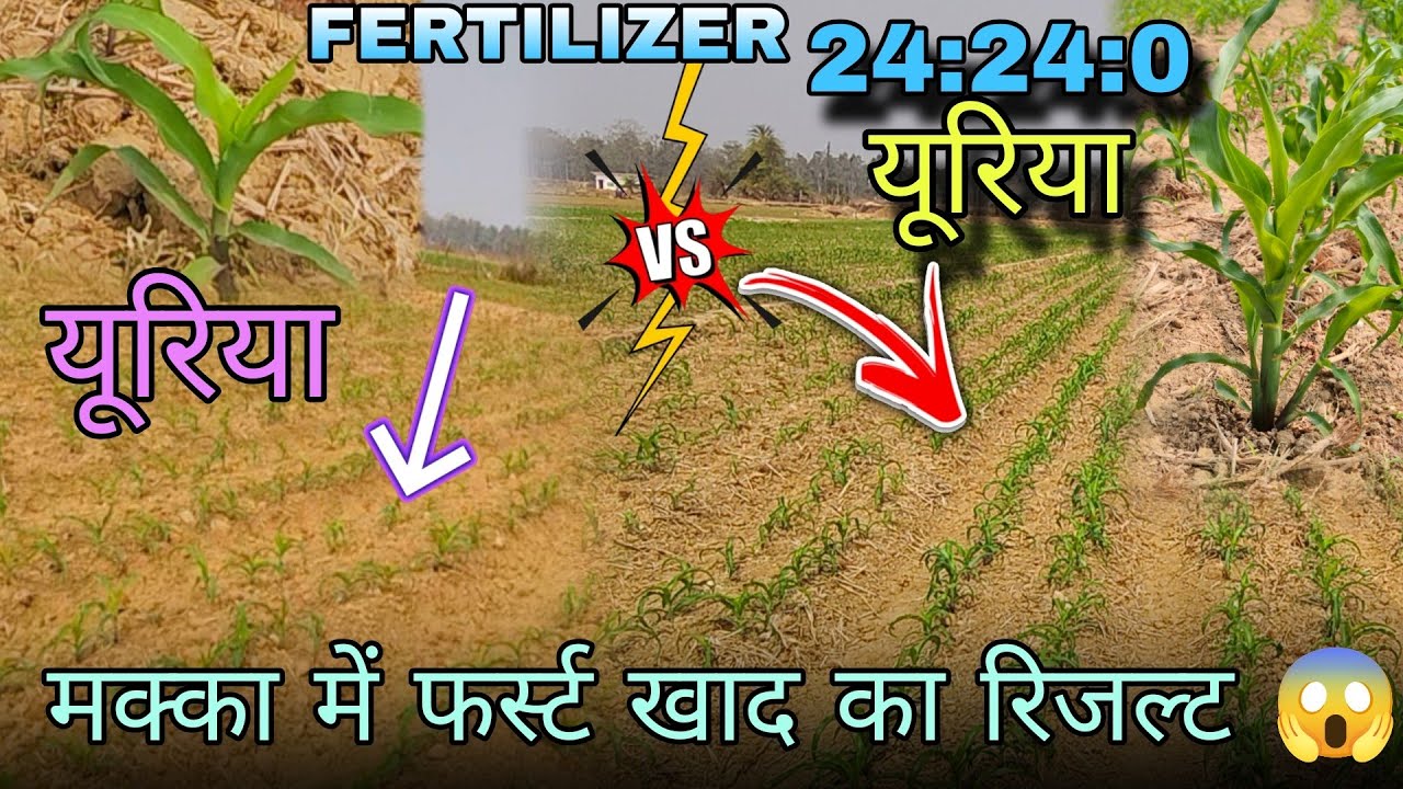 Maize Me First Fertilizer Ka Result || मक्का 🌽 में फर्स्ट खाद का रिजल्ट 😱 |