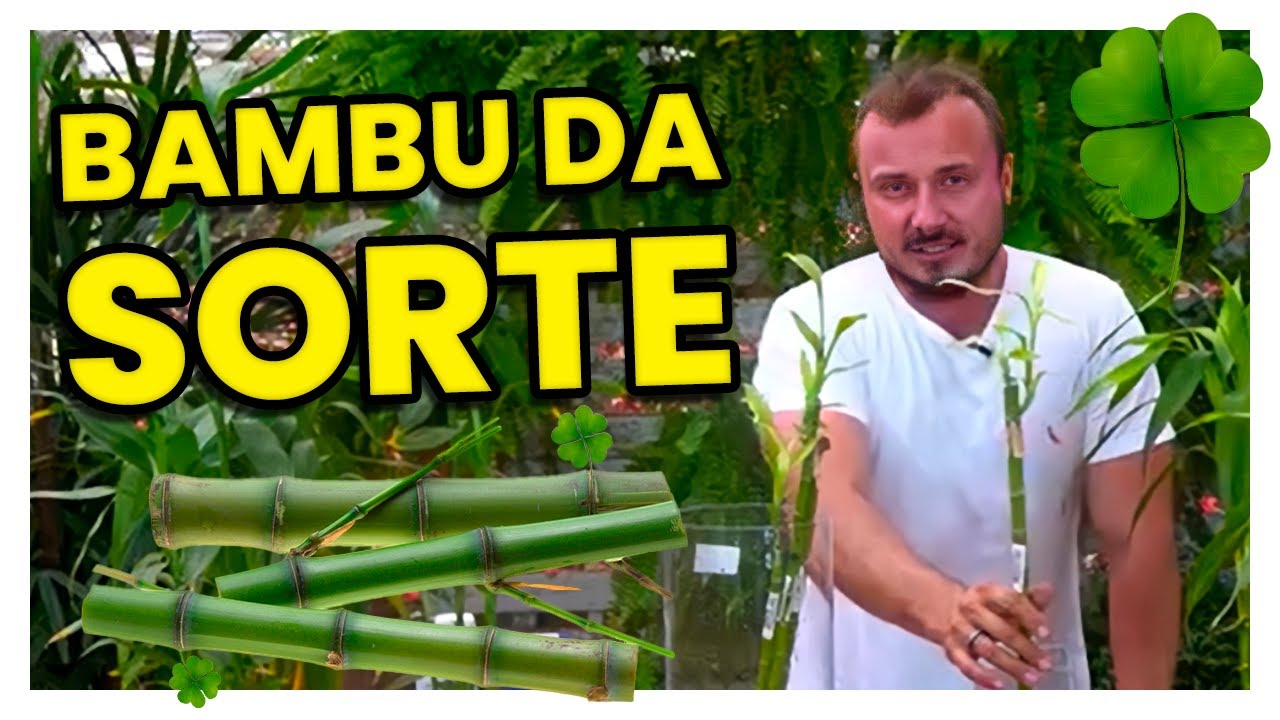BAMBU DA SORTE | Aprenda como cultivar e adubar