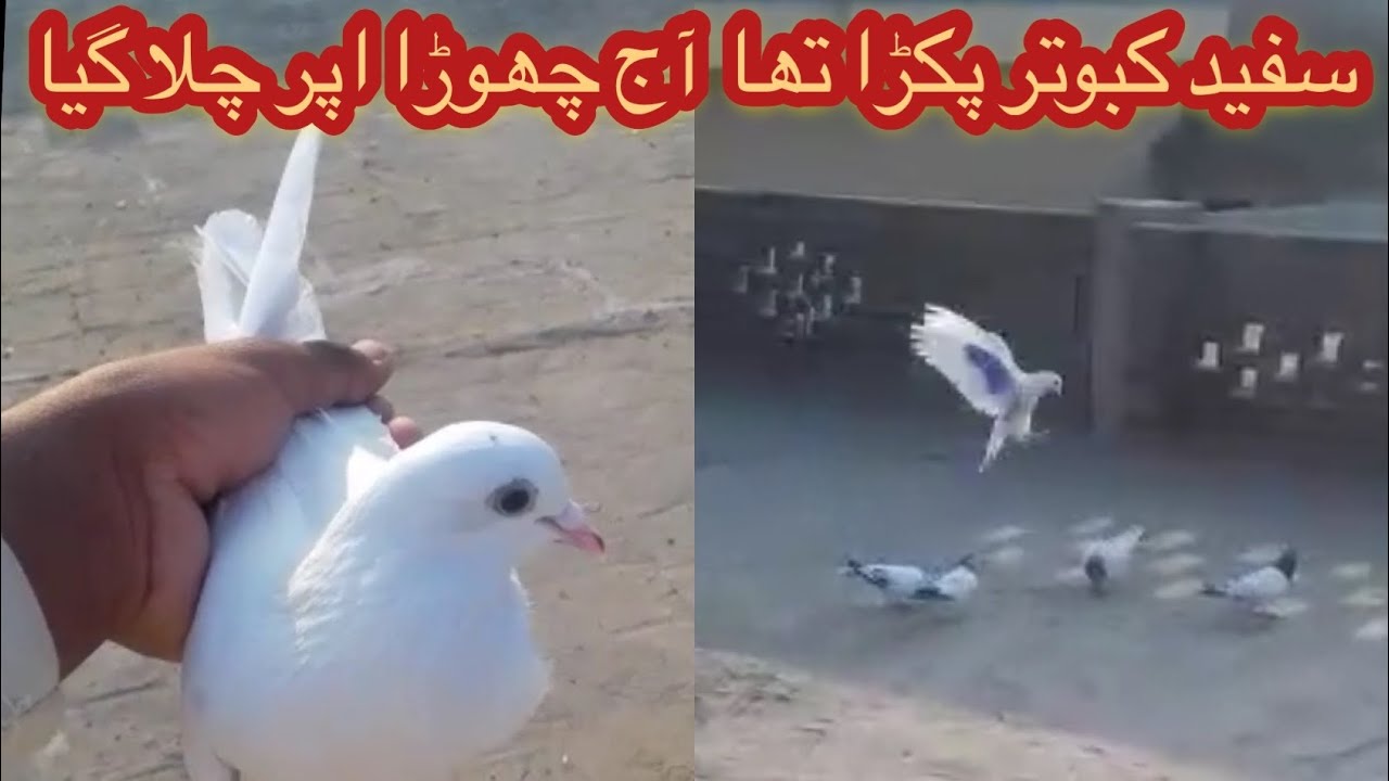 Low Flyer kabootar pakra or aj ura dia || Village pigeon sport