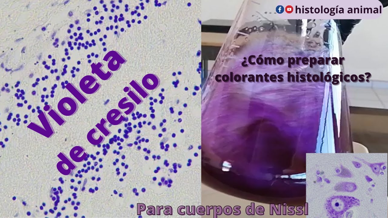 Violeta de Cresilo - Preparando colorantes para histología paso a paso