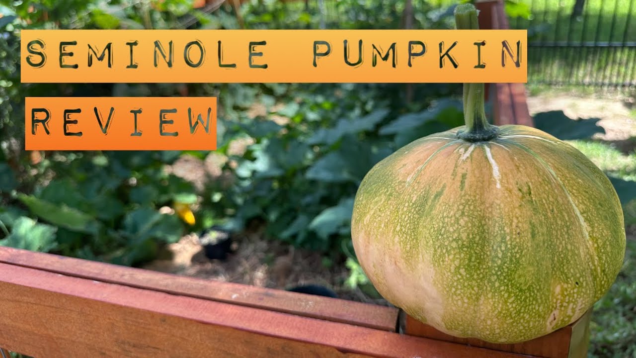 Seminole Pumpkin Review| the honey badger of pumpkins| 2024