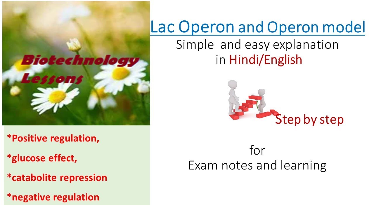 Lac operon l Operon concept l positive and negetive regulation l Glucose effect