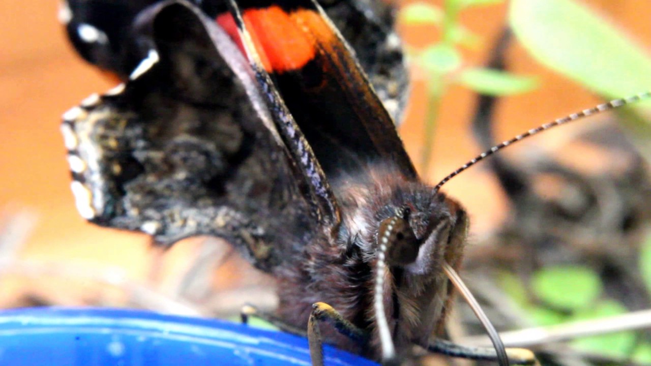 Butterfly Drinking Sugar Water