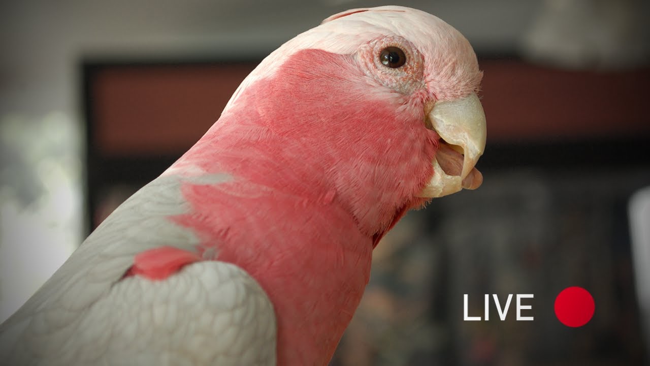 Live Video With My Galah | Bandit Boy Talking
