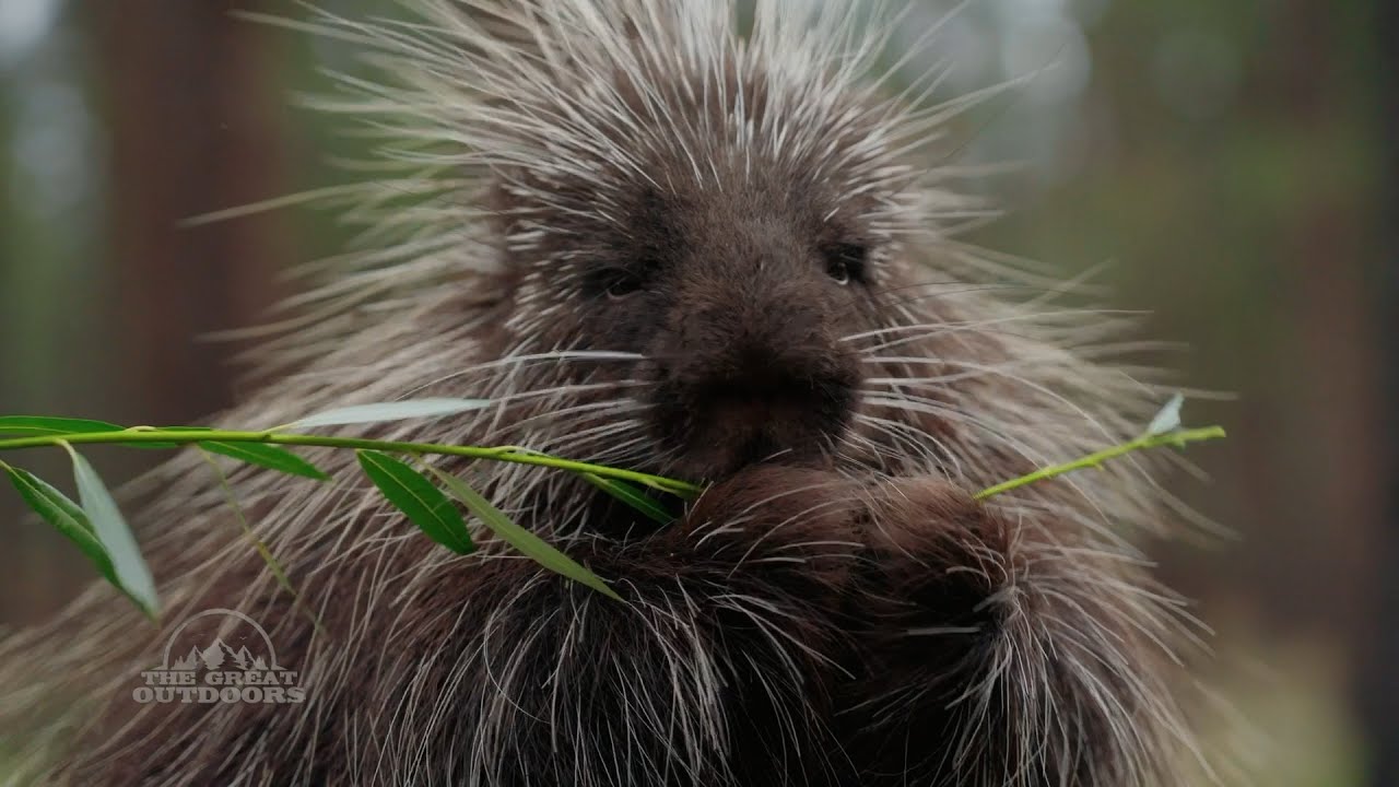 Where did the porcupines go? Oregon survey seeks answers