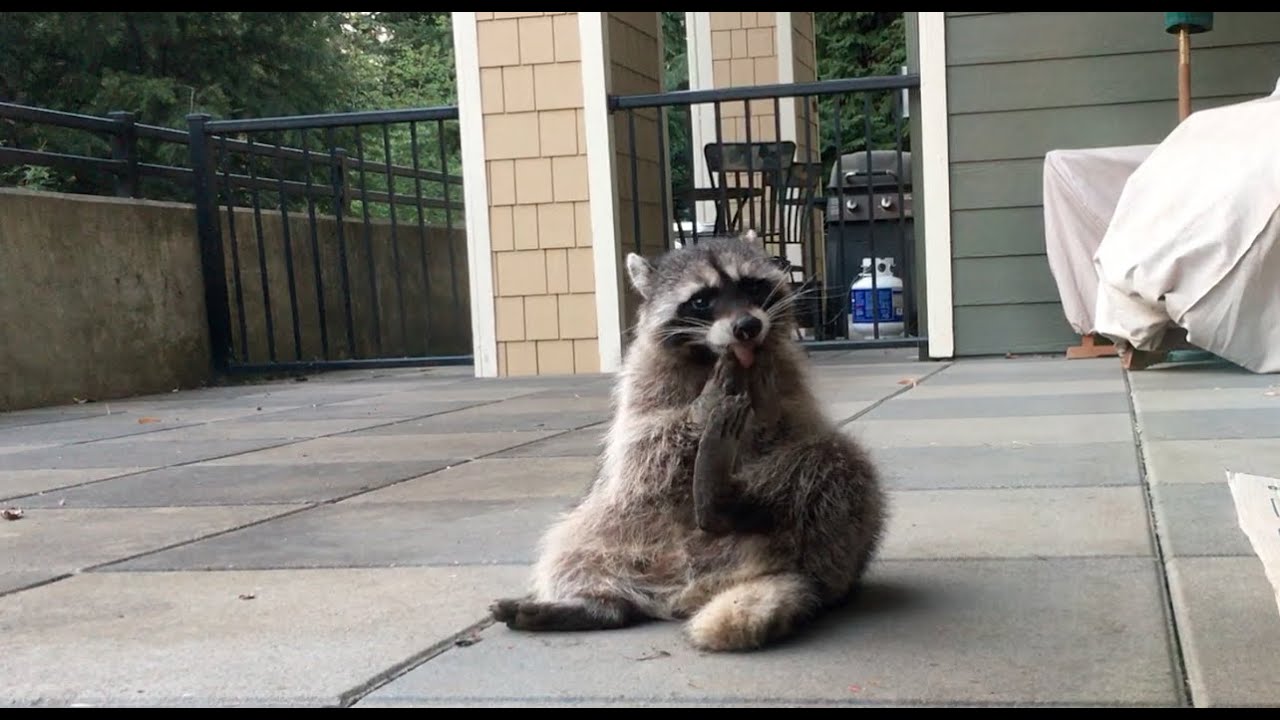 Being A Raccoon - Part 3 Sally