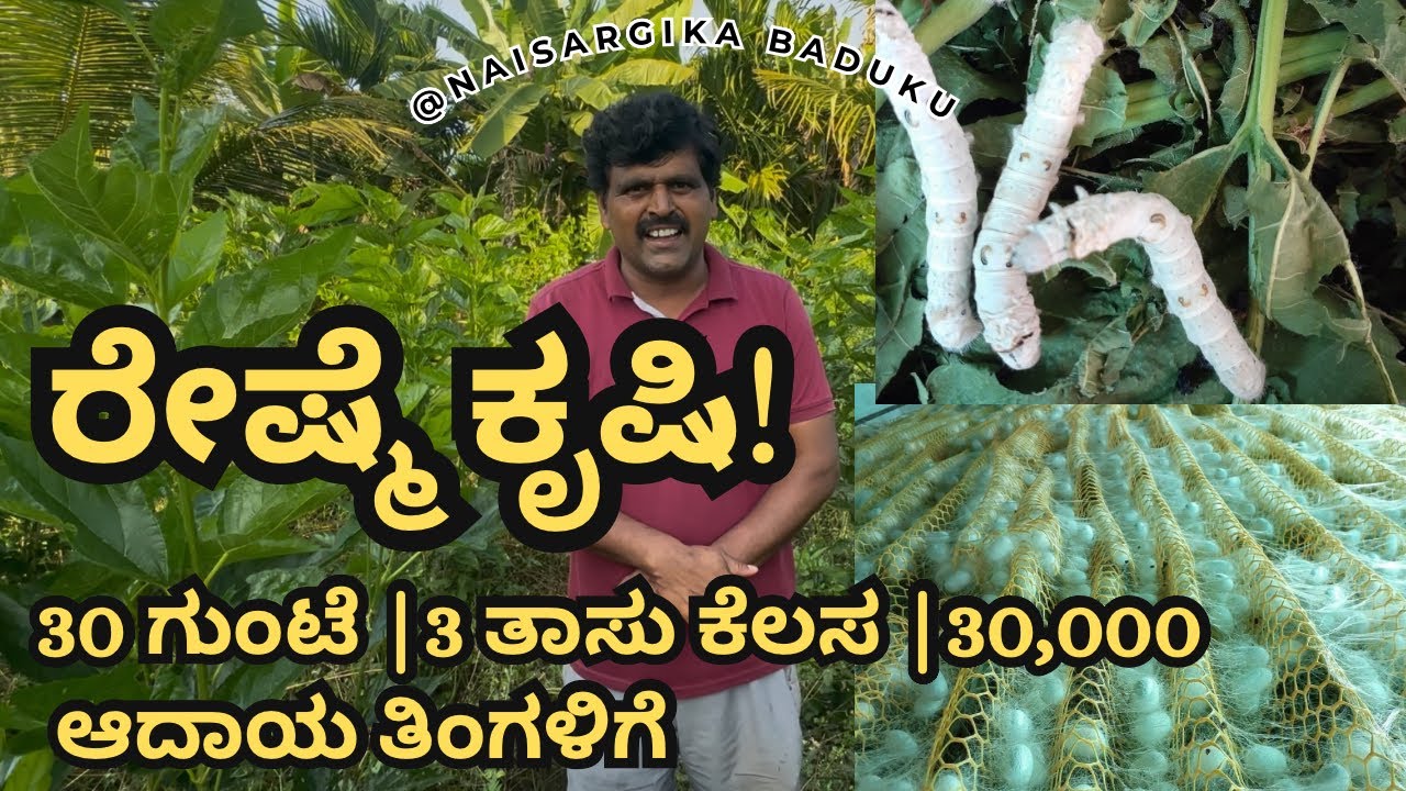 ರೇಷ್ಮೆ ಕೃಷಿ | ರೇಷ್ಮೆ ಕೃಷಿ ಮಾಡುವ ಮೊದಲು ಈ ವೀಡಿಯೊ ನೋಡಿ | Silk Farming In Kannada | Sericulture| 🇮🇳💛❤️