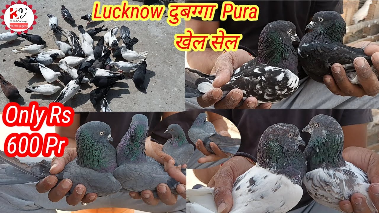 LUCKNOW दुबग्गा सेChanki जी के Kabootar For Sale Shajahanpuri Kaldume Jale Ambarsare K Kabutar Group
