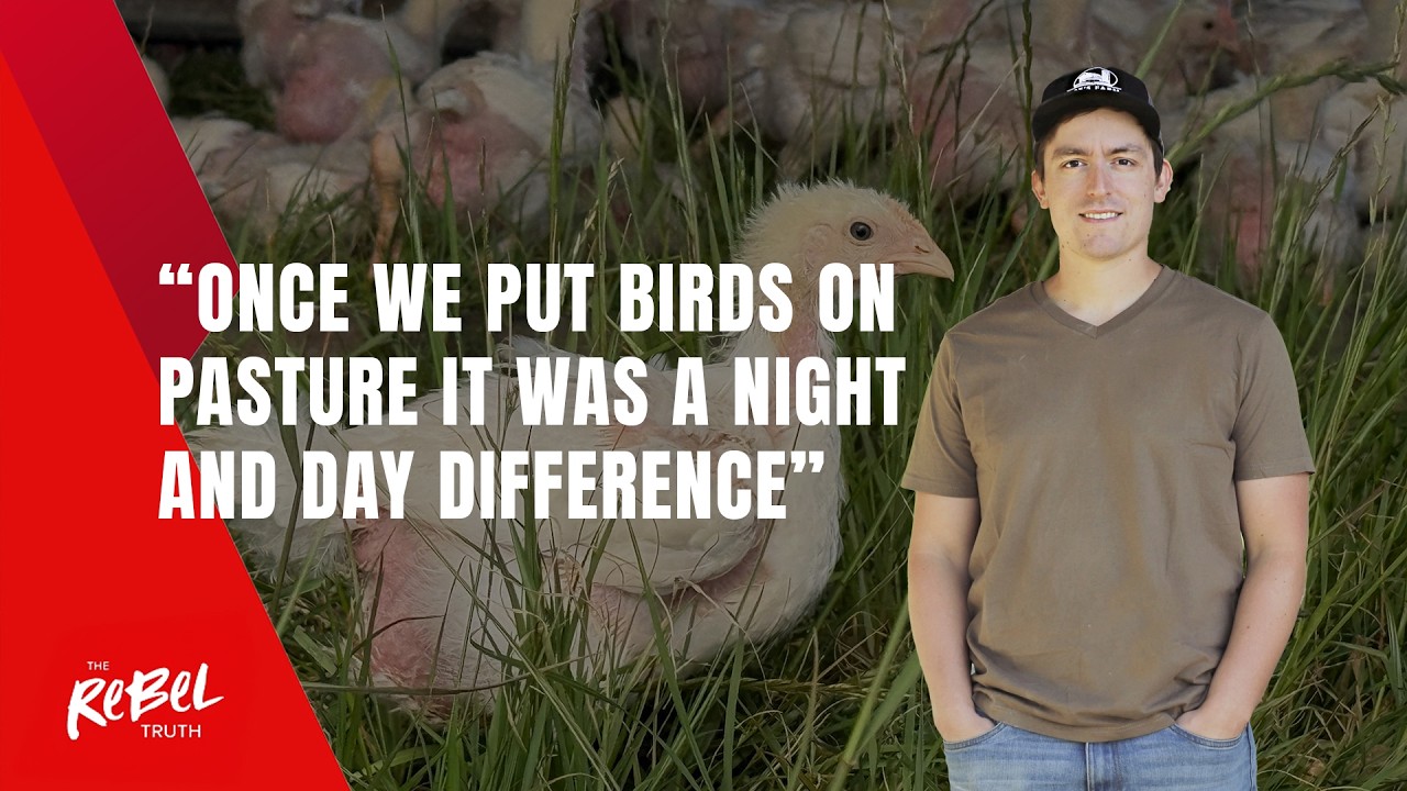Why This Farmer Moves 100,000 Chickens EVERY SINGLE DAY
