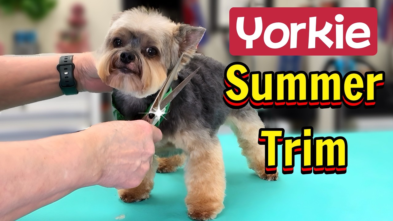 Yorkie Summer Trim to keep your Yorkie cool a comfortable.